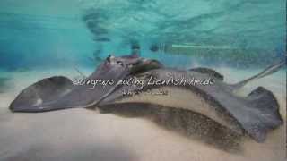 Stingrays eating Lionfish Heads [upl. by Poock]