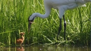 Whooping Crane [upl. by Suertemed]