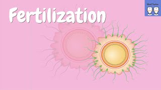 Fertilization physiology Acrosome reaction Zona pellucida ZP2 ZP3 Cortical granules PH20 [upl. by Darach12]