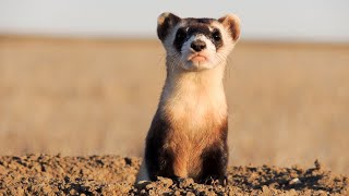 Dodging Extinction The Blackfooted Ferret Recovery Program [upl. by Whiting]