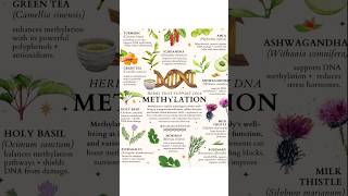 ✨DNA Methylation✨ Subscribe 4more skincare amp healthcare💜trending explore ytshorts skincare tips [upl. by Castra]