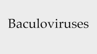 How to Pronounce Baculoviruses [upl. by Lindsey232]