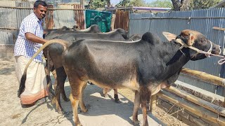 আজ ২৯ ফেব্রুয়ারী ২৪  যাদের অল্প পুজি তাদের জন্য এ প্যাকেজ কুরবানী টার্গেটে ৬টি ষাঁড় গরুর দাম [upl. by Dante]