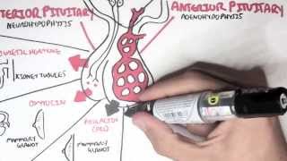 Endocrinology  Overview [upl. by Enimisaj]