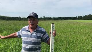 Forage crabgrass an alternative forage for the upper Midwest A farmers perspective [upl. by Ridglee447]