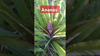 Ananas 🍍 [upl. by Essy]