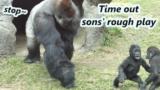 Part 1  Gorilla dad often needs to stop two sons rough play recently 大猩猩爸爸迪亞哥最近常要阻止兒子們的激烈玩耍 [upl. by Quillon]