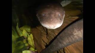 Amphiuma Tank Cleaning 10 Tips and Tricks for Keeping Your Amphiuma Happy and Healthy [upl. by Etyak115]