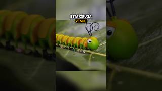 La Oruga Vendedora ¡Zapatos para Todos los Insectos 🐛👟 [upl. by Soma]