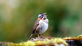 Rufouscollared Sparrow in Ecuador Singing calling amp juvenile [upl. by Annadiane]