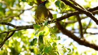 Australasian Figbird Call birds birdsounds [upl. by Irat809]