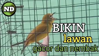 pleci dakun malang bikin lawan gacor dan nembak [upl. by Asirrac229]