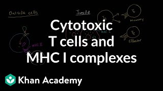 Cytotoxic T cells and MHC I complexes [upl. by Enelyar448]