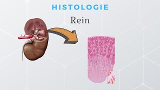 Histologie du Rein [upl. by Leola]