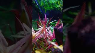 Limnophila Aromatica submerged 😍 aquaplants aquarium aquascaping shorts [upl. by Einttirb438]