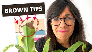 Birds Nest Fern BROWN TIPS and how to fix it [upl. by Fira]