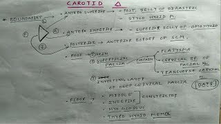 Carotid Triangle Anatomy  Part 1  Head and Neck Anatomy  TCML [upl. by Oluap309]