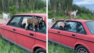 Young Goats Climbs On Top Of Car [upl. by Siesser]