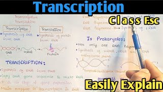 Transcription In Eukaryotes [upl. by Anauqed709]