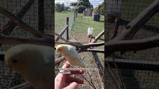 teaching baby budgie to perch and step up tamed birds budgies budgie handtamedbirds cute baby [upl. by Lenore682]