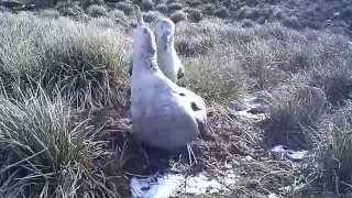 Brown Skua stealing Northern Giant Petrel egg [upl. by Iht529]