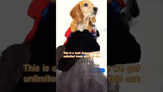 puppy daschund dog funny dachsund dachshund theollieworld pets ollie cute [upl. by Charbonneau594]