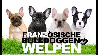 Französische Bulldoggen Welpen [upl. by Dede447]