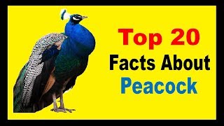 Peacock  Facts [upl. by Federica622]