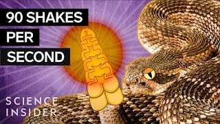 Whats Inside A Rattlesnakes Tail [upl. by Eilahs]