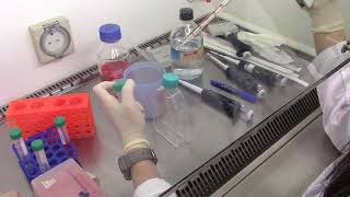 Cell Culture 2 Collecting Cells for Viable Cell Counts [upl. by Harcourt]