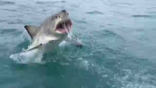 Great White Shark Breaching [upl. by Pacificia]