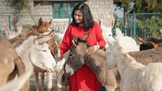 Help Gauri rescue 50000 overworked animals from injury and abuse at tourist destinations [upl. by Inatirb]