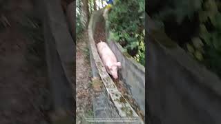 Creative Way To Load Pigs Via A Concrete Channel [upl. by Antonio]