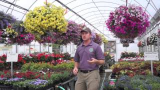 How to Grow HUGE Hanging Baskets [upl. by Jeffery]