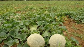 Control de Plagas con Agrobiológicos en un Cultivo de Melón  TvAgro por Juan Gonzalo Angel [upl. by Perice]