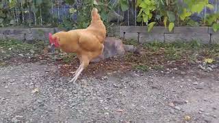 GALLINA MATA RATÓN QUE ASUSTÓ A GATO [upl. by Nivek444]