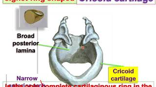 Anatomy of Larynx [upl. by Clara]