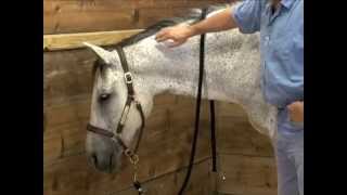 Horse Massage using the Masterson Method Bladder Meridian  Going into Detail [upl. by Analeh874]