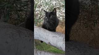 The wonderful meowing of a black cat meowing meow cat shorts animal [upl. by Carley543]