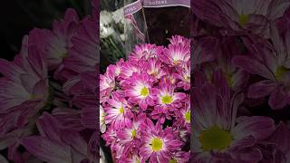 wax flower daylyvideos bouquet gift florist short [upl. by Asp257]