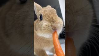 Breeders daily Feeding routine Todays snacks are carrots to improve my rabbits eyesight pets [upl. by Svetlana]