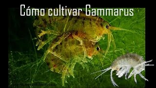 Gente Betta México OficialCómo cultivar gammarus y daphnias [upl. by Pelligrini]