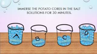 the potato experiment  osmosis lab [upl. by Htaras]