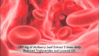 Naturally Suppress Blood Sugar Without Drugs Using Phloridzin Mulberry Leaf and Sorghum [upl. by Jump]