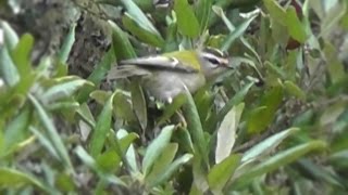 3 Firecrests  Firecrest Birds [upl. by Teresa574]