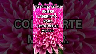 Cortesia amor motivation [upl. by Assyla]