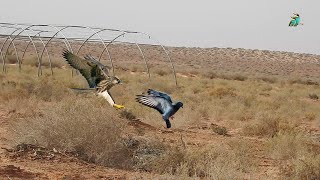 Amazing video of a falcon chasing its homing pigeon [upl. by Miza]