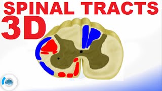 Spinal PathwaysTracts  Spinal Cord Anatomy [upl. by Rheinlander]