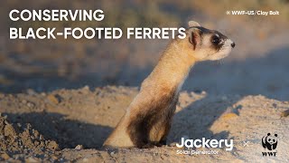 The most Endangered Mammal in North America the BlackFooted Ferret WorldWildlifeFund [upl. by Apple775]