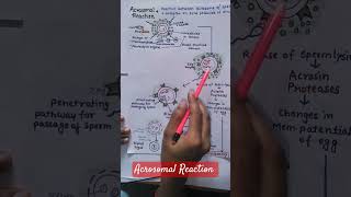 Acrosomal Reactionprevention of polyspermy mbbs youtubeshorts [upl. by Amluz]